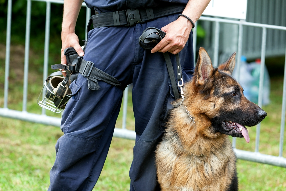 Обучение служебных собак. Police k9 Доберман. Полицейский с собакой. Немецкая овчарка служебная. Полицейская собака овчарка.