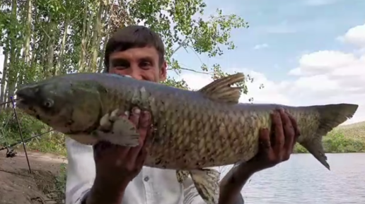 Ловля белого амура видео