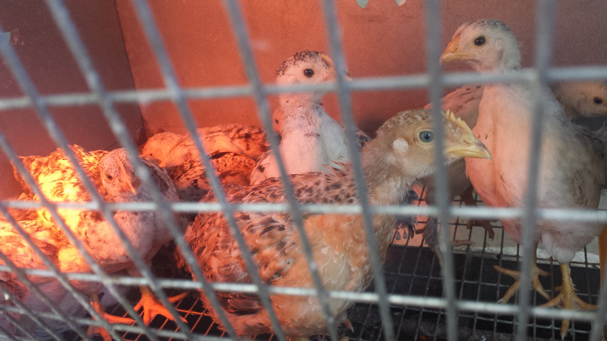 Таким образом, если не предпринимать никаких мер, примерно 70% всего поступающего воздуха будет проходить там, где ему удобнее, то есть поверх клеточного оборудования.