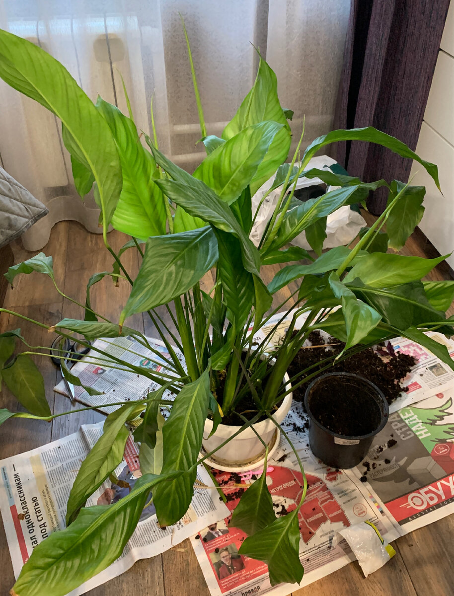 Мой спатифиллум