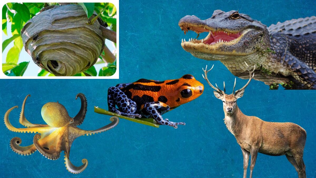 Улей, осьминог, аллигатор, олень и ядовитая лягушка