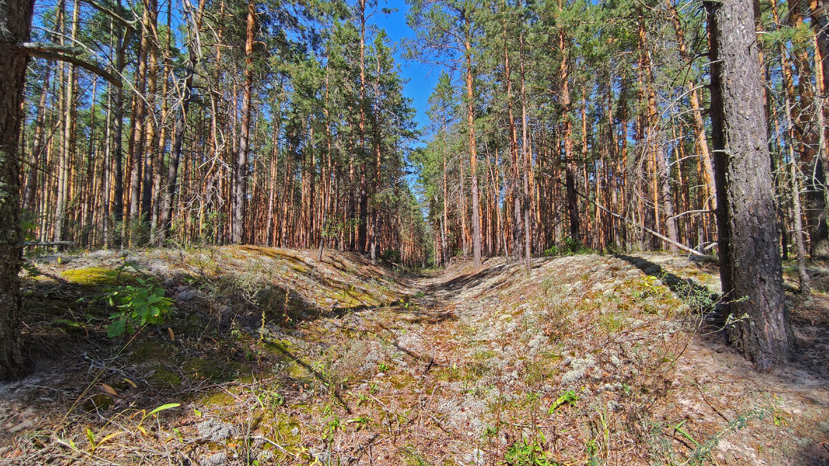 Заросли Исландского мха. Листайте далее ->