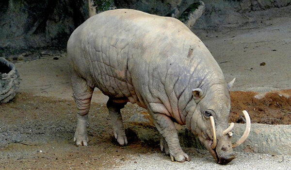 Источник: wildfauna.ru