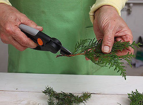 Подготовка черенков.