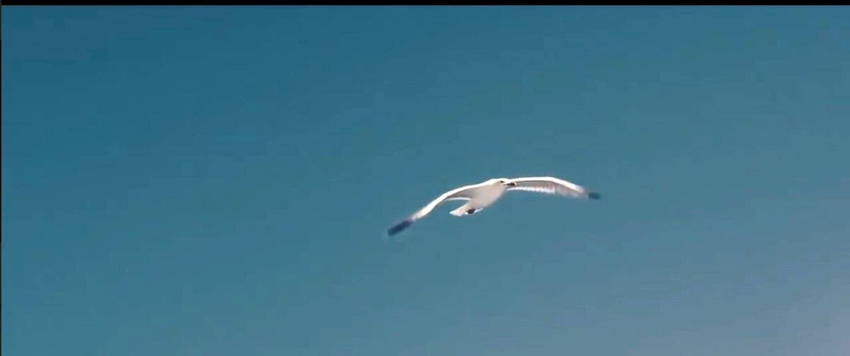 кадр из фильма "Чайка"