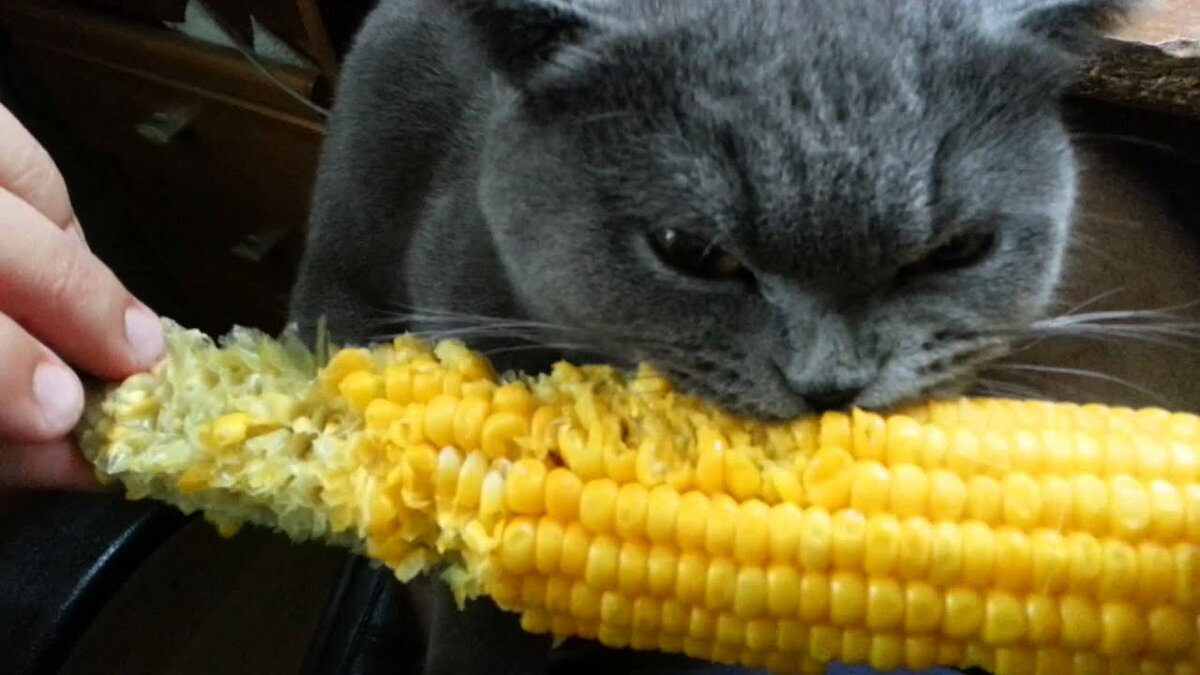 Кот ест мимозу