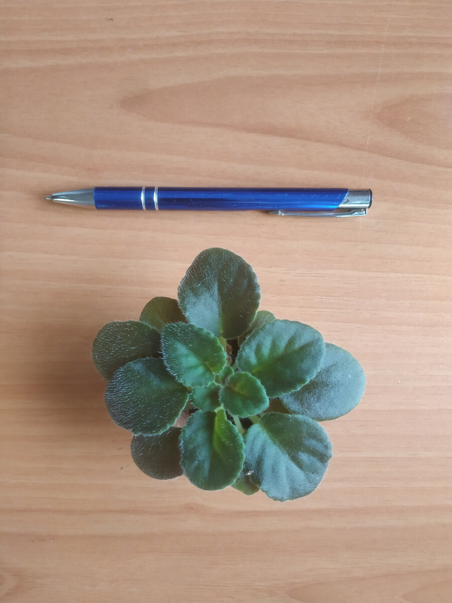 Детка Mac's Southern Springtime лист посажен 13.12.2021 г., сегодня 04.04.2022 г. фиалка набрала бутоны.