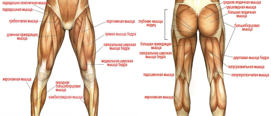 Мышцы нижних конечностей схема