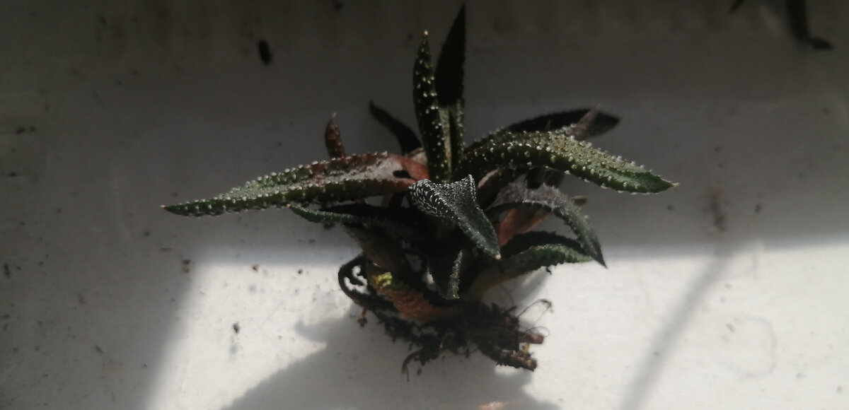 Хавортия с двумя отпрысками, корни материнского растения сгнили