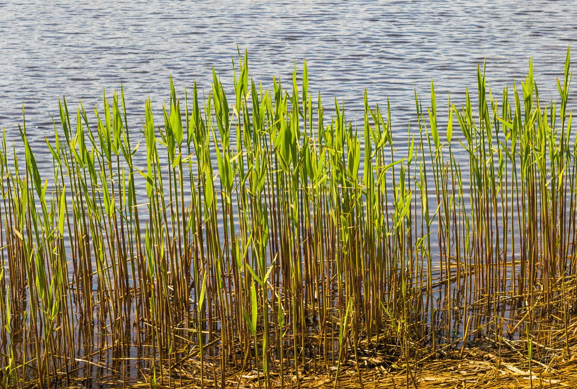 Рогоз узколистный (typha angustifolia). Камыш рогоз бамбук. Очерет камыш. Камыш щетиновидный. Крымский камыш.
