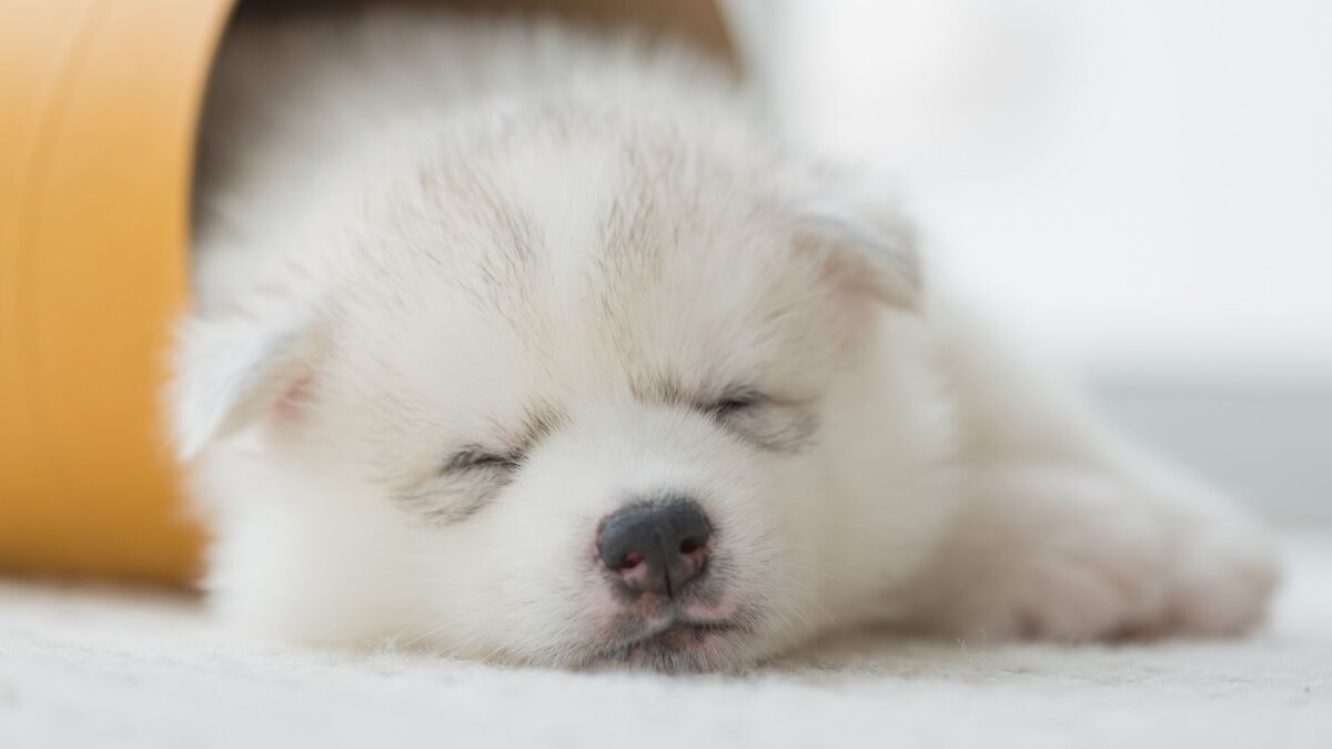 Спящий щенок 