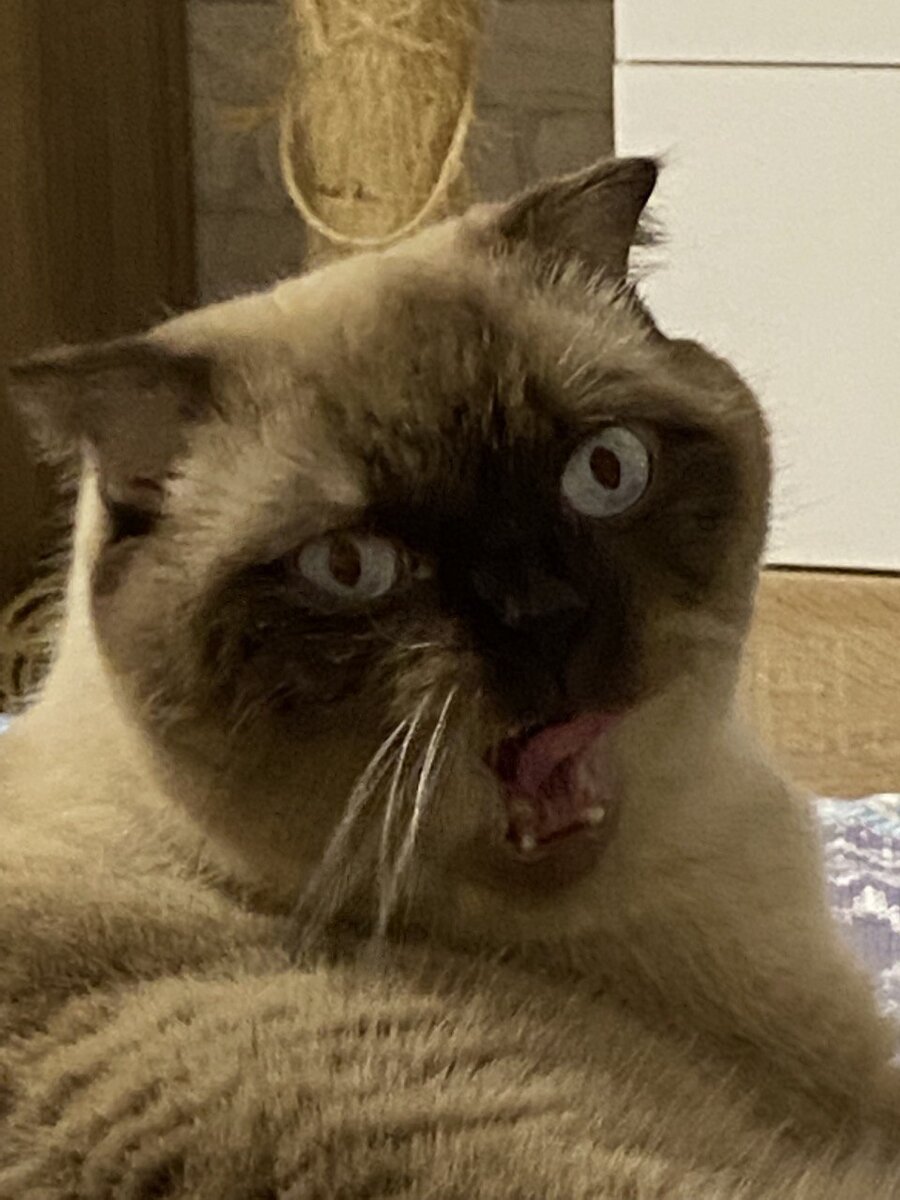 WMS склада, что же это такое? Даже коту интересно!!!