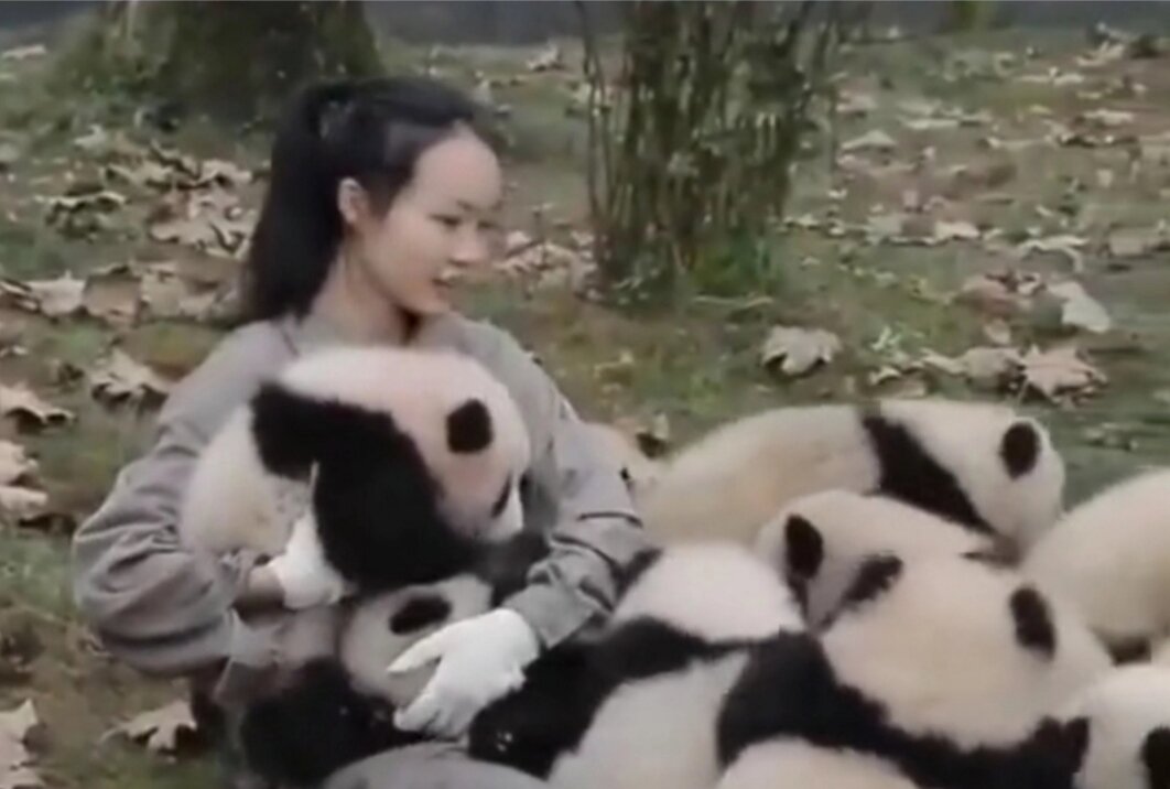 обниматель панд, из свободных источников интернета. 