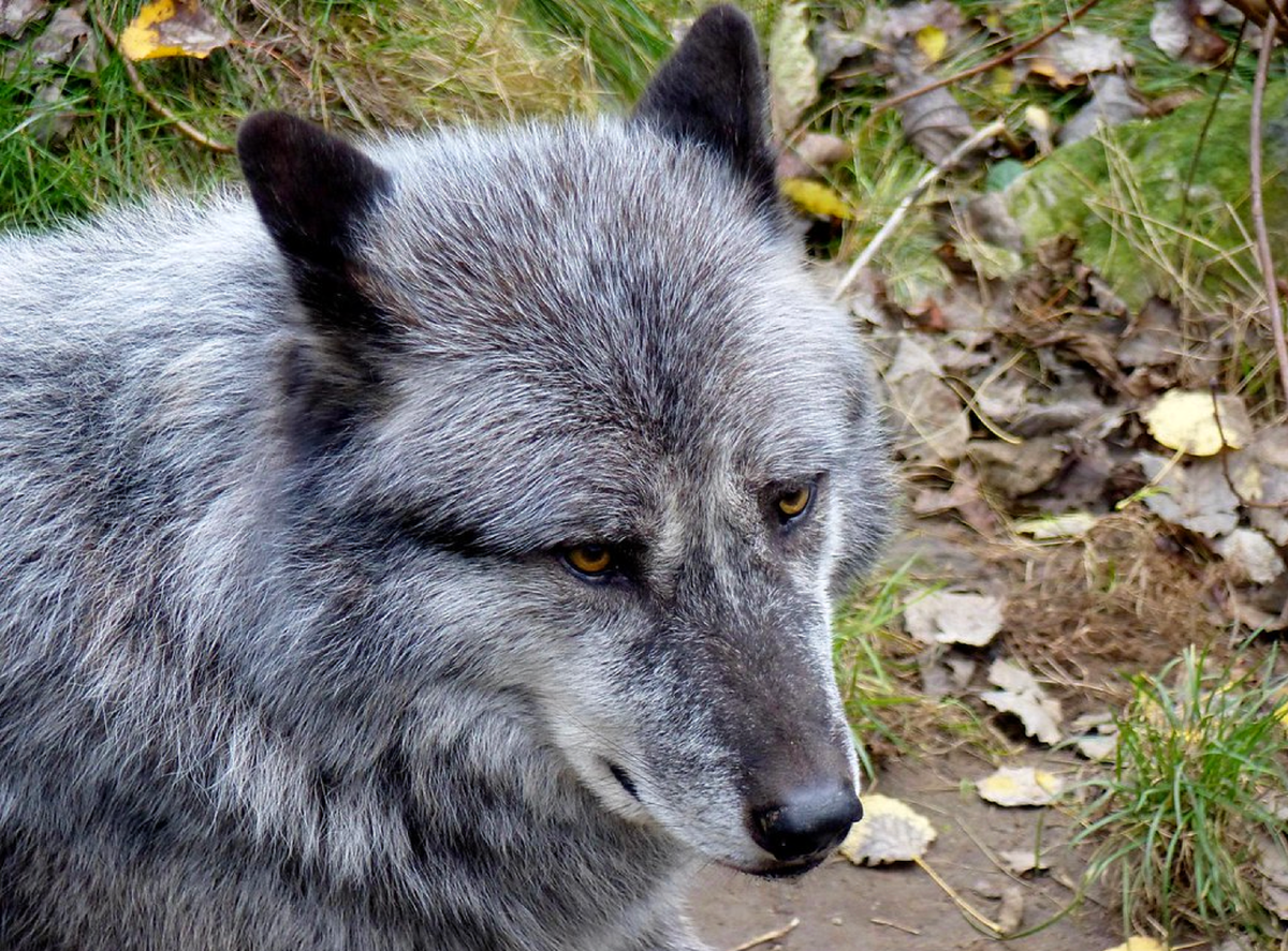 Стоковые фотографии по запросу Angry wolf