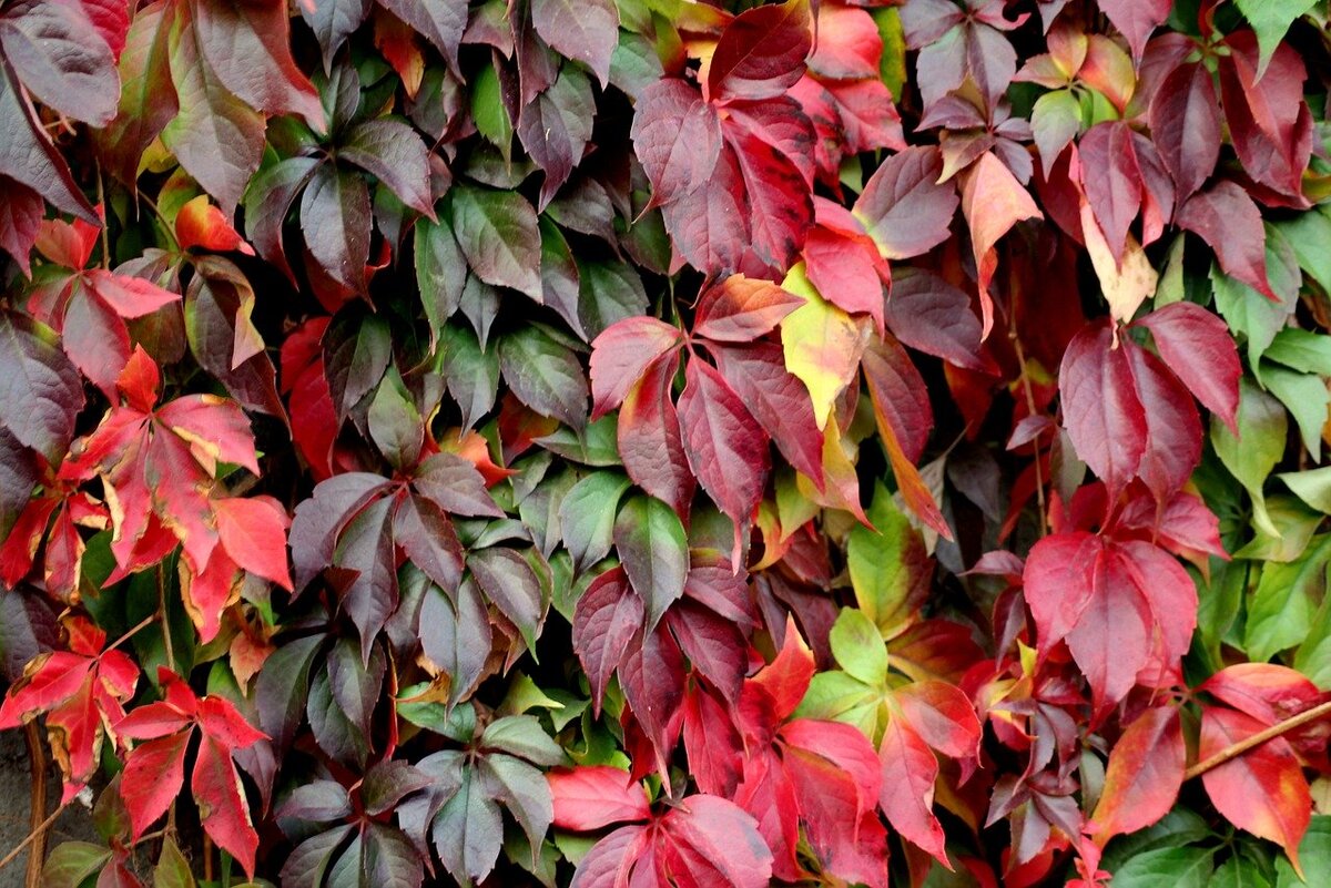 Виноград девичий (Parthenocissus inserta)