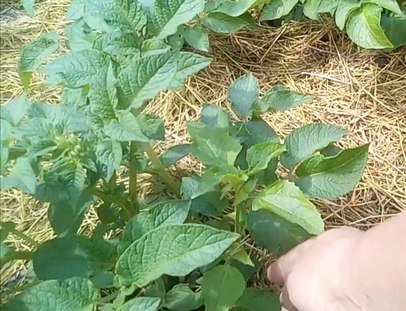 прополка без тяпки