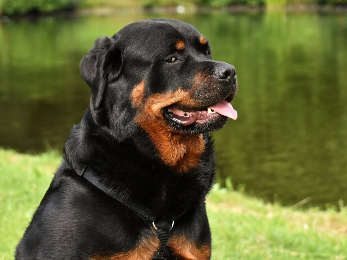 Крупная собака с характером