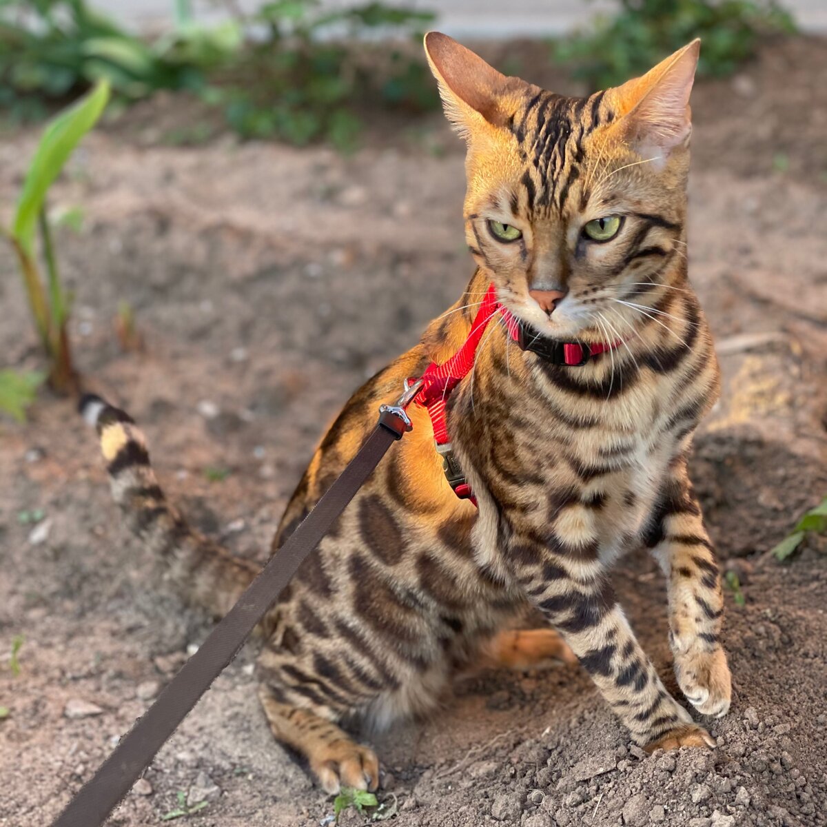 Бенгал во всей красе!