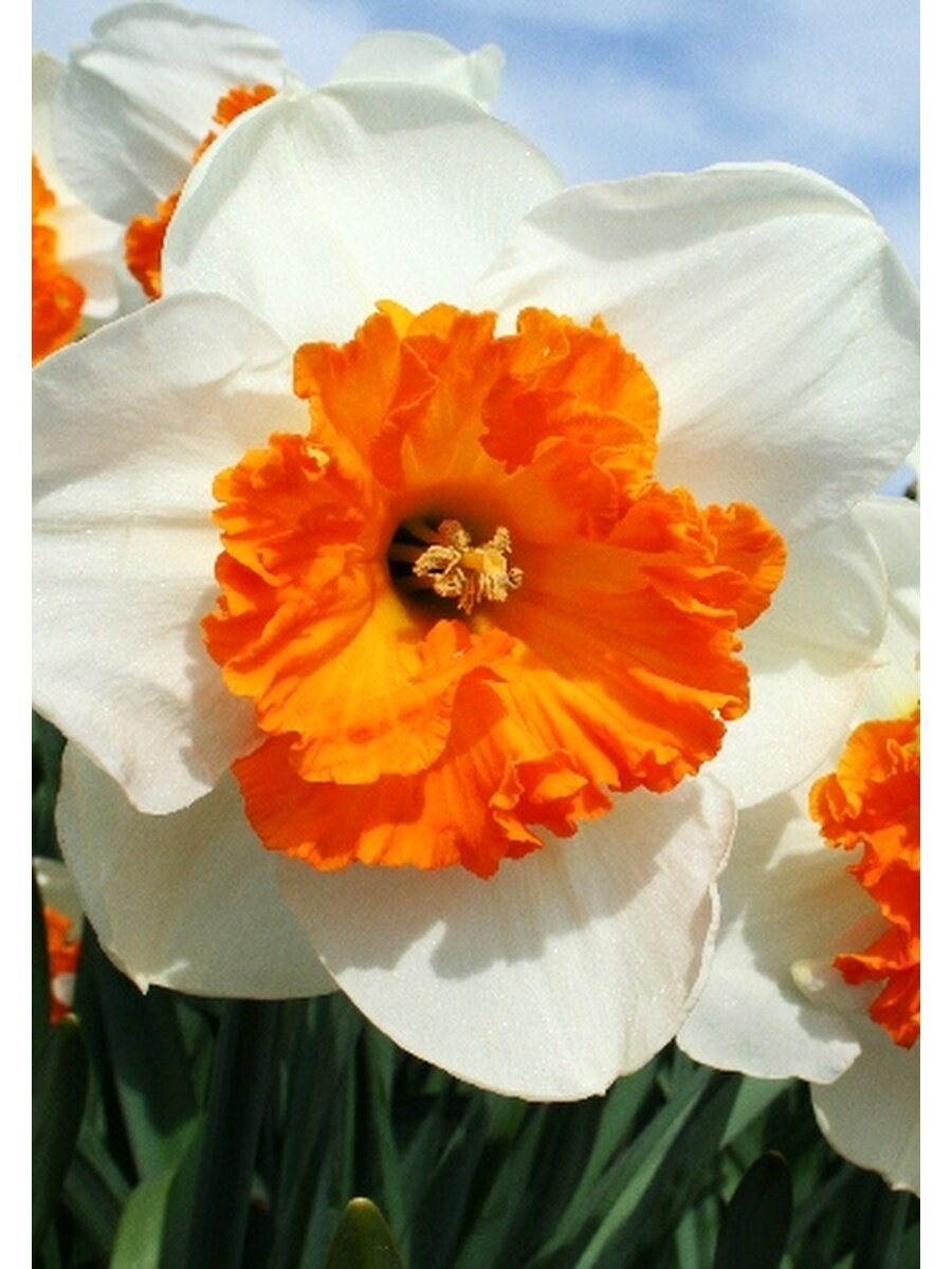 Привлекает к себе внимание ярко-мандариновой короной на фоне белоснежных лепестков. Вряд ли такое творение оставит кого-то равнодушным. Сорт особенно ценится за нежный окрас и легкий аромат. Нарциссы Джентл Джайнт зацветают рано и подходят для высадки в любом месте сада: на клумбе, на альпийской горке, в бордюре, на рабатке, между кустарниками. Подходит для срезки. Высота 45 см.
