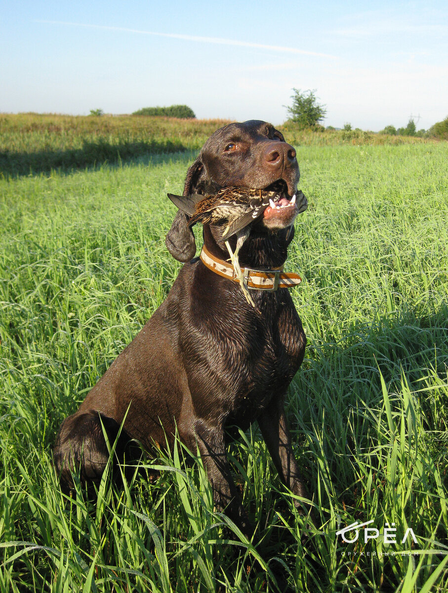 Охота с легавой