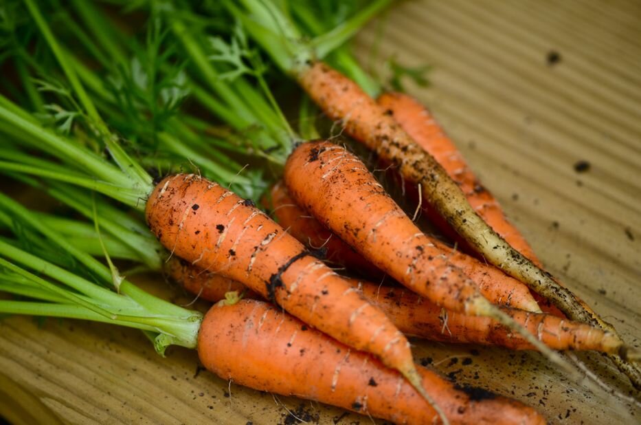 Морковь после капусты. Морковь растения 2 года.