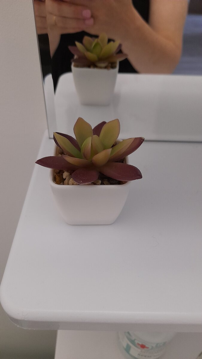 Мой цветочек в ванной. Фото автора