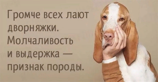 Лаять можно в строго отведенном месте и в строго отведенное время