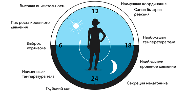 Многие физиологические процессы нашего организма зависят от времени суток и контролируются циркадными ритмами.