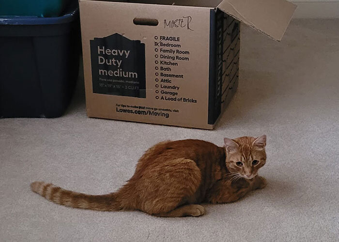 Пожилой кот вернулся на место, где его потеряла семья при переезде - история воссоединения