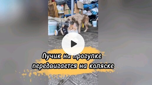 Лучик пробует гулять на коляске