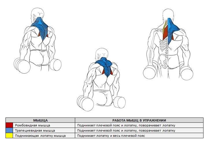 Качаем трапецию в тренажерном зале для мужчин