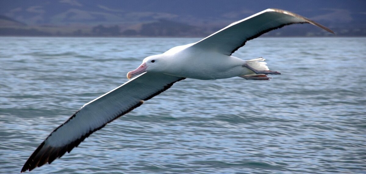Альбатрос