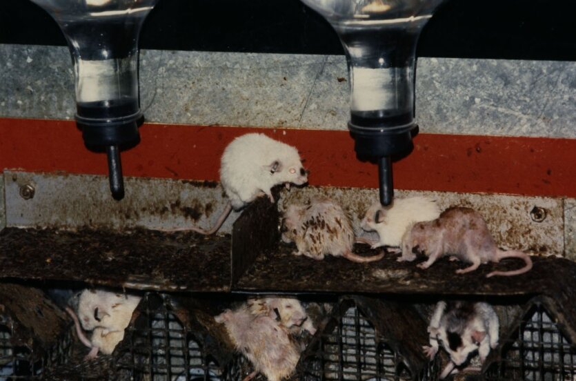 Мыши во "Вселенной 25". Национальная медицинская библиотека