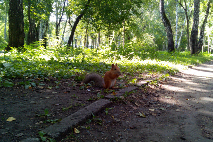   Озеленение Новосибирска составило 17%. Фото VN.ru