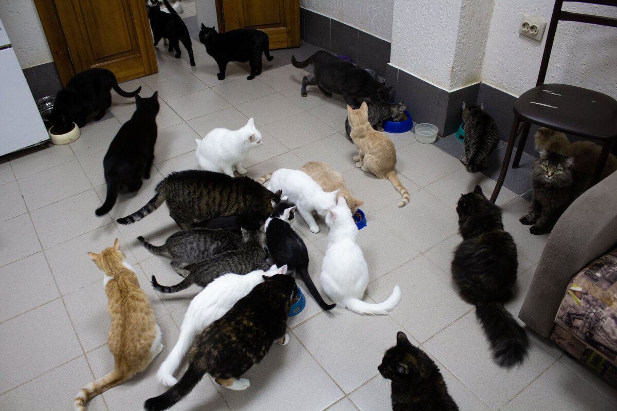 котики хотят кушать