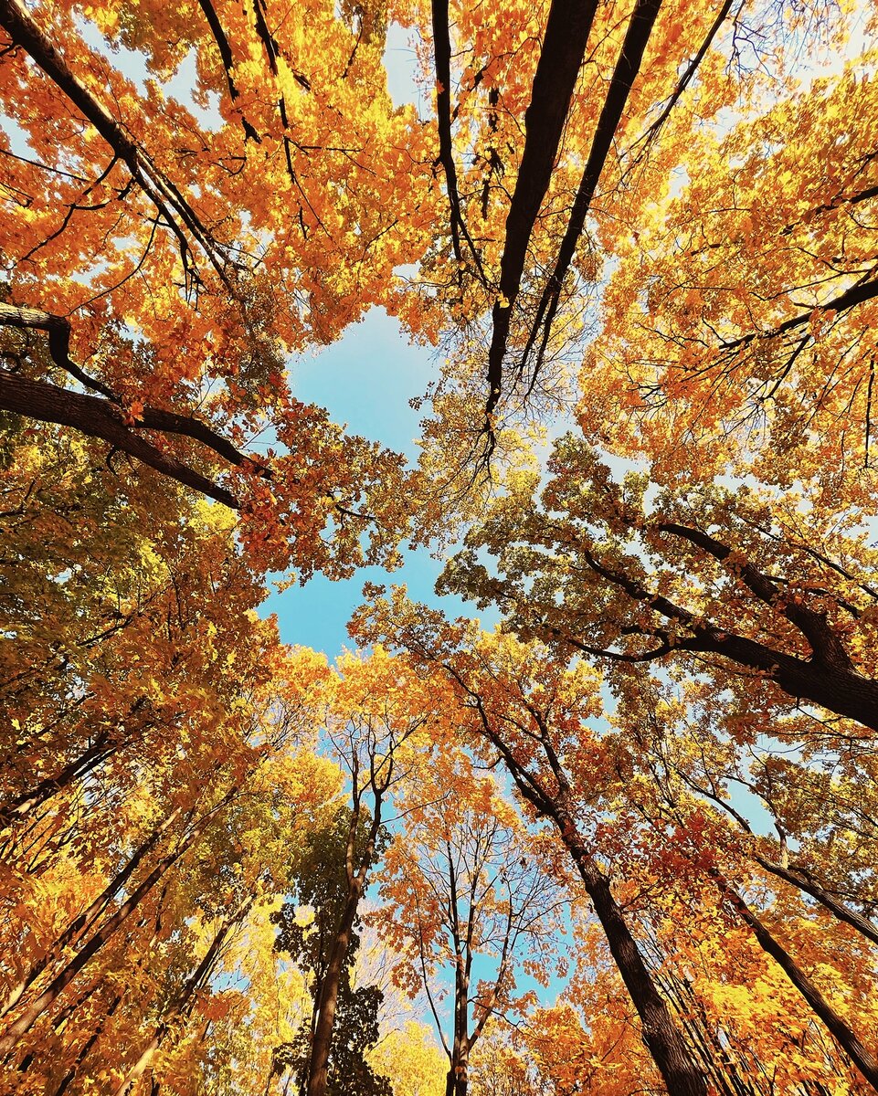 Автор: Алексей Моисеев. Нескучный сад. г. Москва, 2021