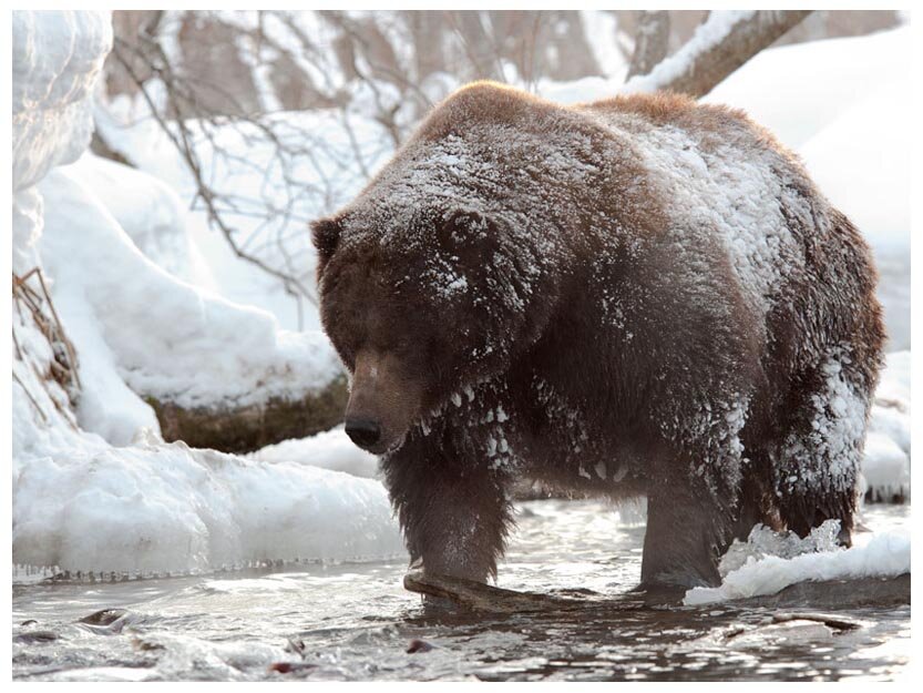 медведь шатун