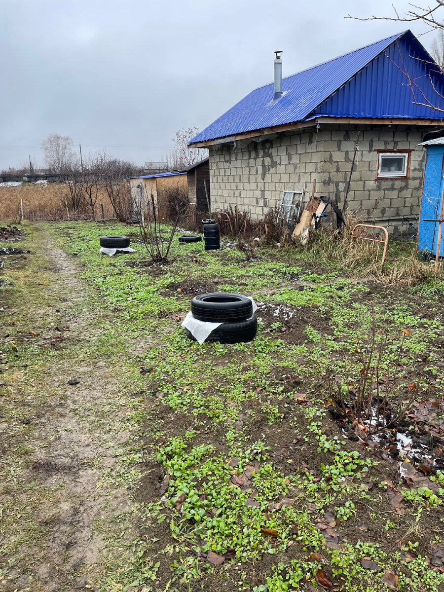 Сегодня проведали наш участок, не верится, что на календаре 21 ноября, погода не отступает, но мы уже все накрыли, у меня нет возможности ездить туда чаще.