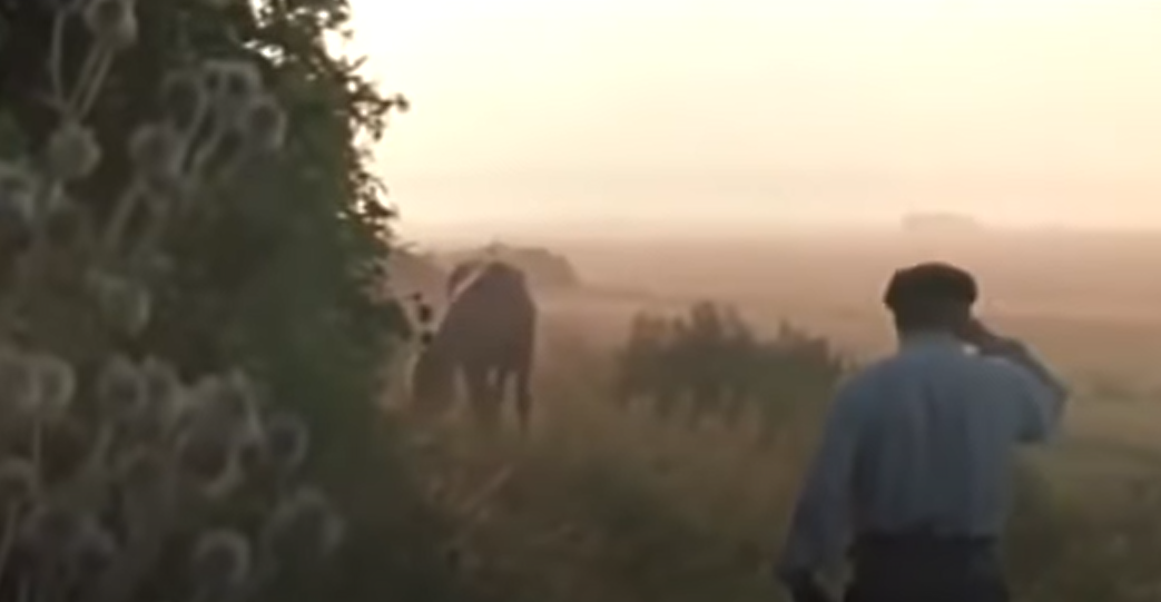 Кадр из фильма "Зачем человеку крылья?" (1984)