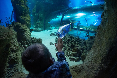    Москвариум ©пресс-служба «Москвариума» на ВДНХ