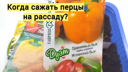 Баннер посади перец. Высадка перца в грунт. Можно ли садить перцы в апреле. Можно ли садить перцы в апреле. Заяц сажает перец.