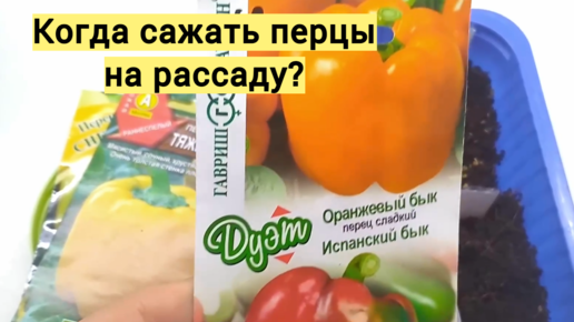 Когда сажать сладкий перец в 2024 году. Перец сладкий на рассаду в 2023 году. Когда сеять перец на рассаду в 2023. Когда сажать перец на рассаду. Когда садить перец на рассаду в 2023 году.