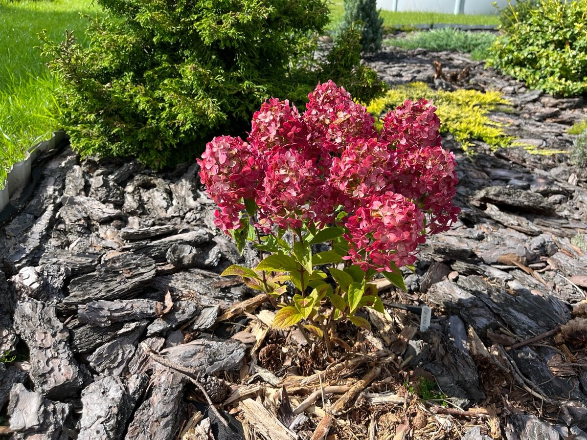 File:Hydrangea paniculata Sundae Fraise 2021-09-11 3686.jpg - Wikimedia Commons