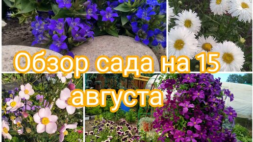 ОБЗОР САДА НА 15 АВГУСТА. ЛЬЮТ СИЛЬНЫЕ ДОЖДИ 😔😱🌺