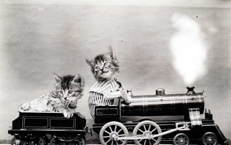 Котята были любимыми моделями Гарри Фриса. По его словам, они были самыми фотогеничными и предавали фотографии настоящую жизнь.