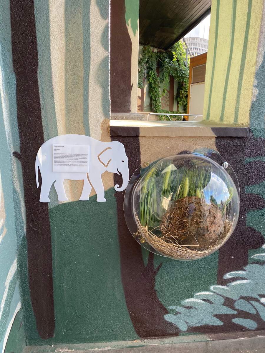 Фотография из личного архива. С такого ракурса на слона я ещё не смотрела. 