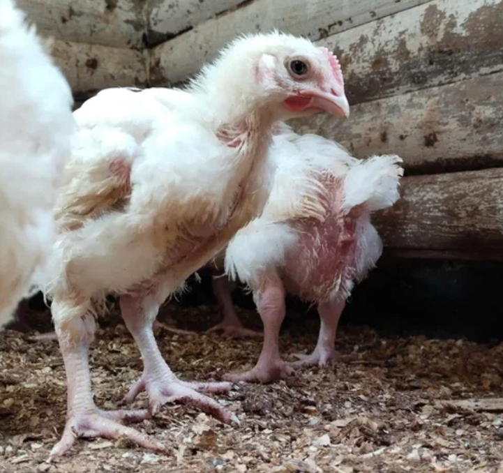 Молодой бройлер