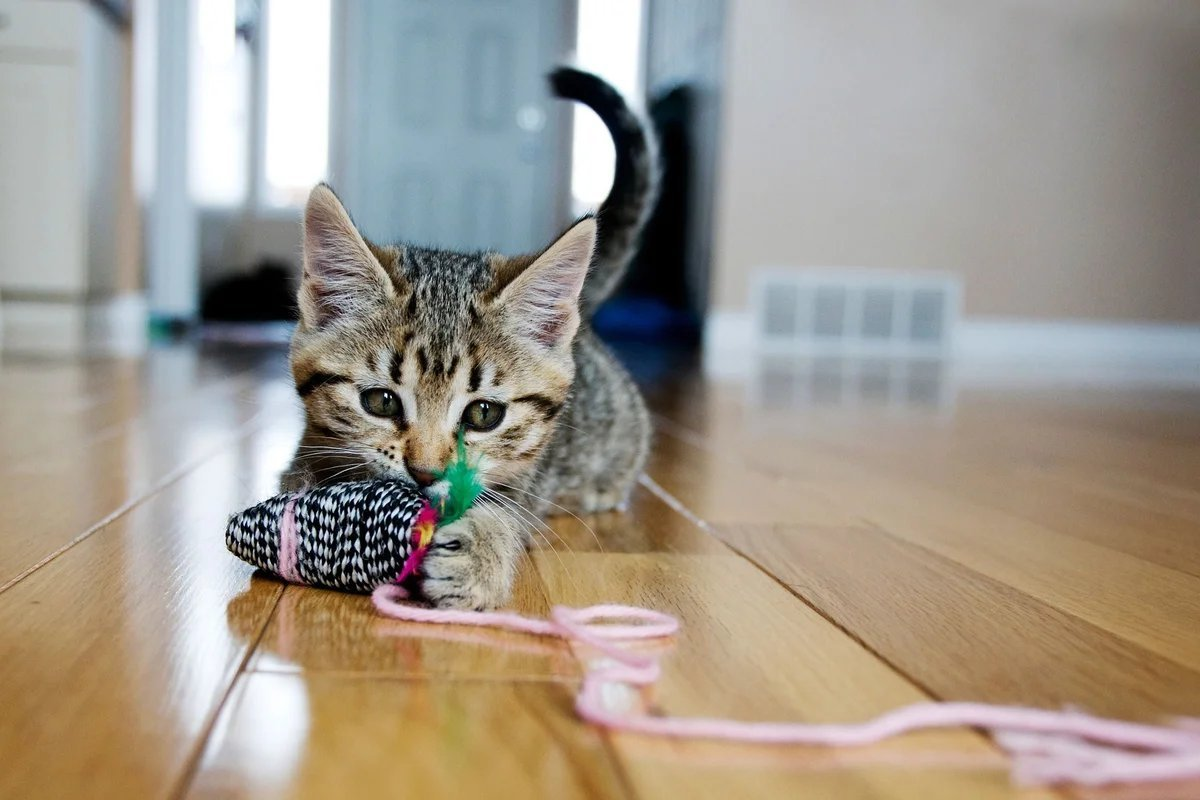 Поиграем в кошки. Котенок играет. Кошка играется. Котята играются. Играющий котенок