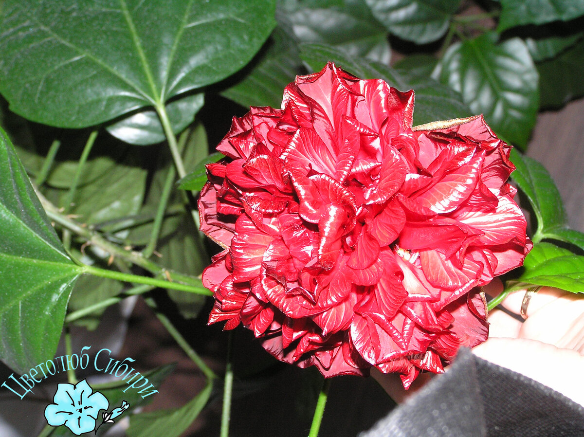 Единственный бутон на гибискусе