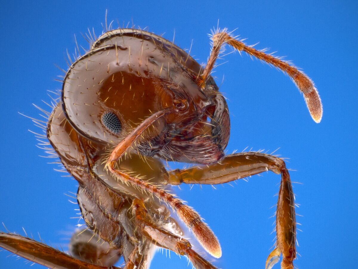    Насекомое вида "Красный огненный муравей"CC0 / the University of Texas "Insects Unlocked" program /